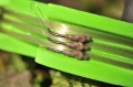 Przypony do Zig Rig'a Korda Ready Zigs / Hak 10 / 6' - 180 cm / 3 szt / *KCR062* sklep wędkarski makarfish 3