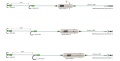 Zestaw sumowy Madcat Adjusta / Basic River Rig " Livebait" / Small / *56658* sklep wędkarski makarfish 2