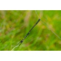 Przypon, łącznik Guru Feeder Link / Small / 5 cm / 3 szt / *GFL01* sklep wędkarski makarfish 7