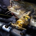 Kołowrotek, multiplikator Shimano Calcutta Conqueast A 201 LH / lewa ręka / 4,8 : 1 / *CTCNQ201A* sklep wędkarski makarfish 6